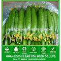 NCU07 Qinggua semillas de pepino híbrido de calidad superior venta caliente pepino